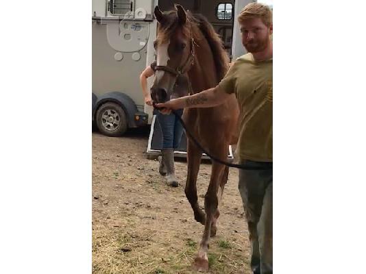 PoulaTo: 10 chronón Kfps Reg Friesian Mare